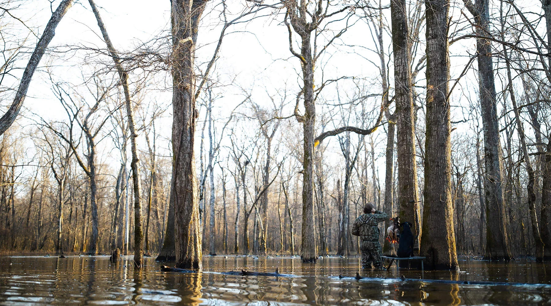 A person and a dog in a flooded forest, with leafless trees and water reaching their knees, during daylight.