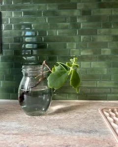 A small plant in a jar of water with a green tiled wall in the background.