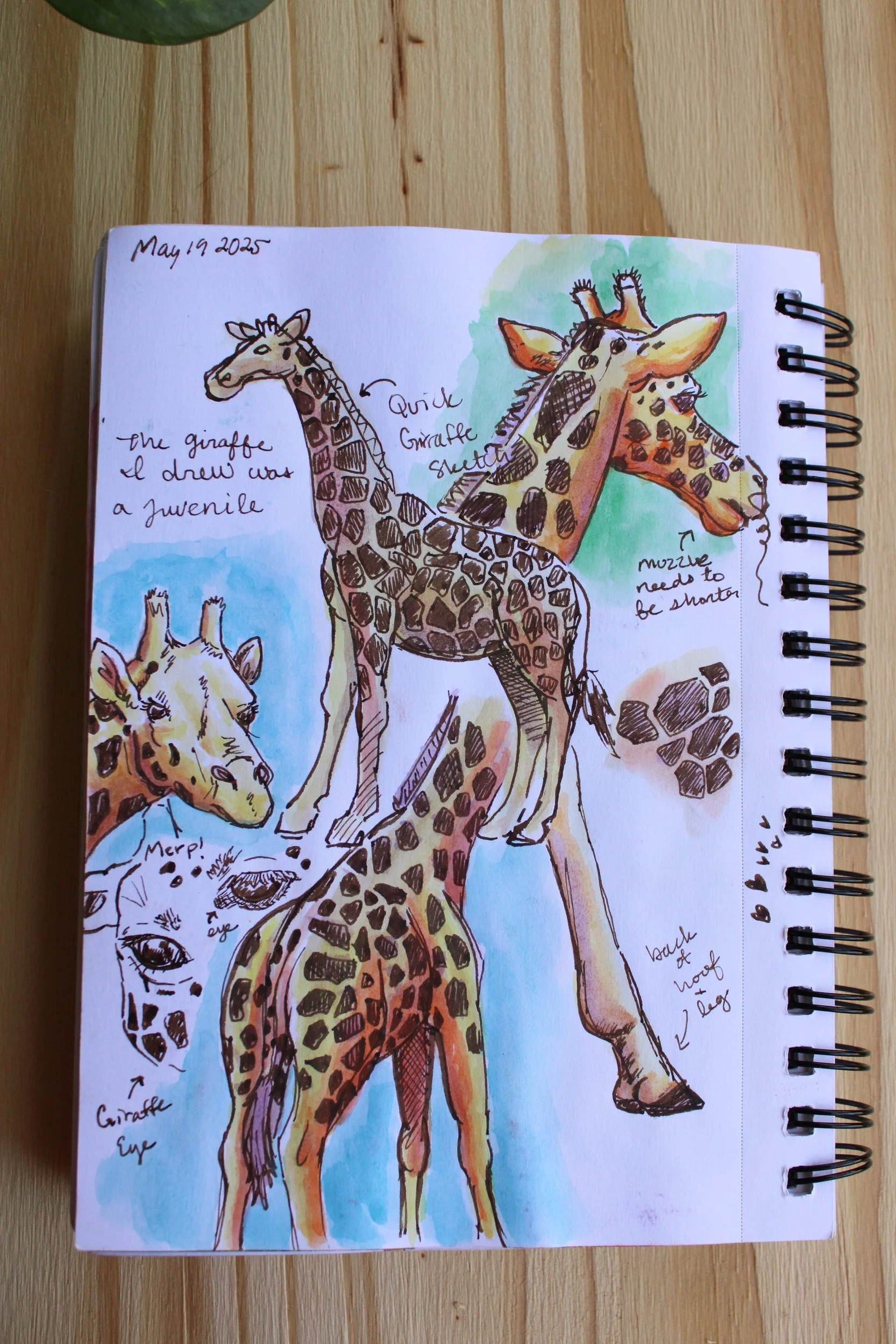 I made this while my daughter and I were at the San Antonio Zoo. Watercolor and ink on 98lb Mixed Media Paper