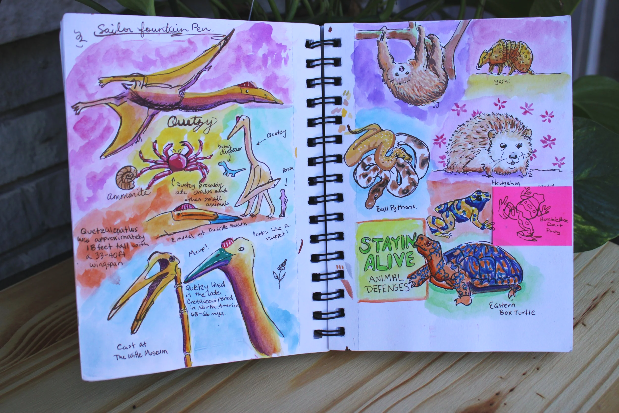 At the time this was drawn, I was working at the front desk of the Witte Museum. I'll be honest, I drew some of this in between assisting guests. The Quetzalcoatlus is still on display at the museum. This was done in ink, watercolor, acrylic marker o