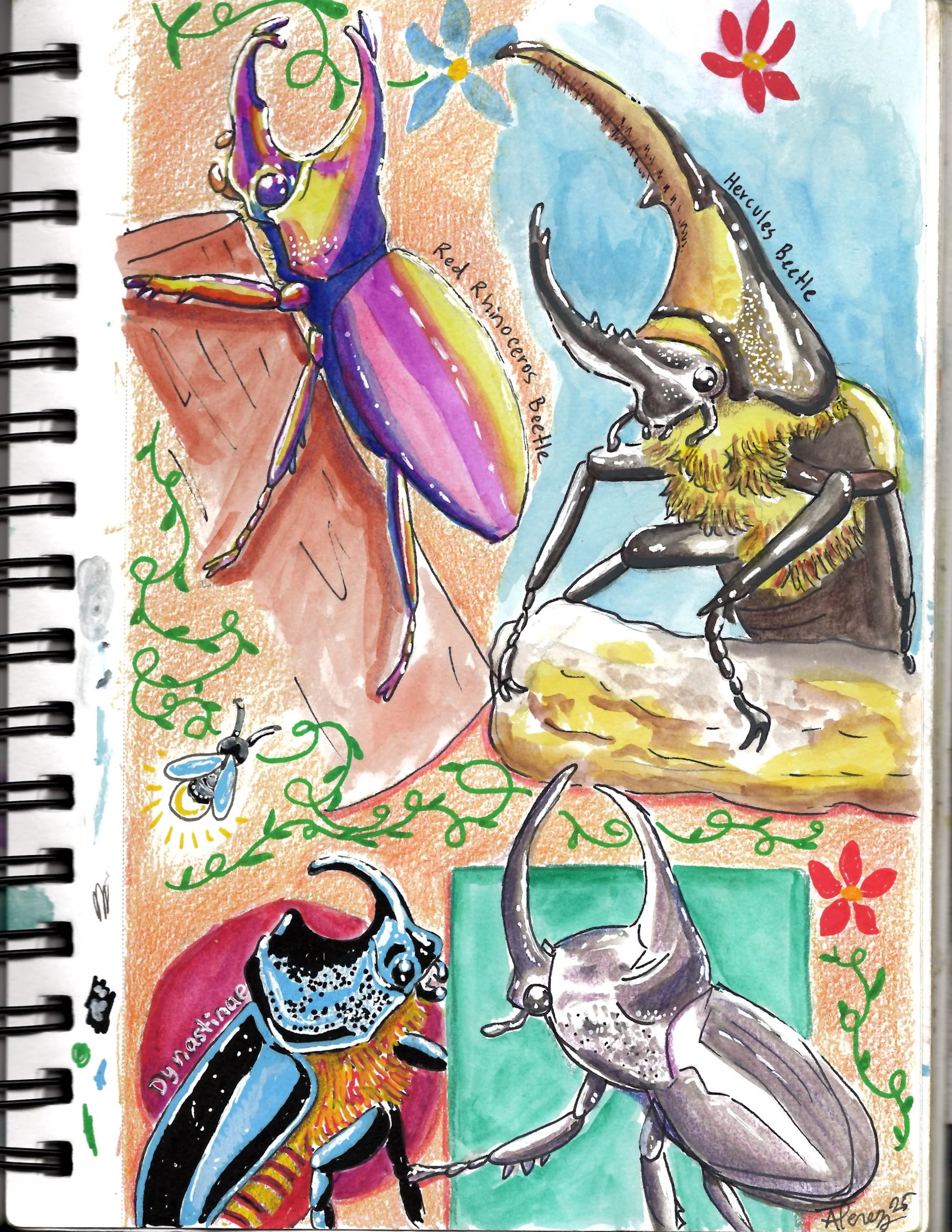 Colorful illustration of various beetles, including a Hercules beetle, a Red Rhino Ceramb Beetle, a Titan beetle, and a Dytiscid beetle, with decorative flowers and green vine-like elements.