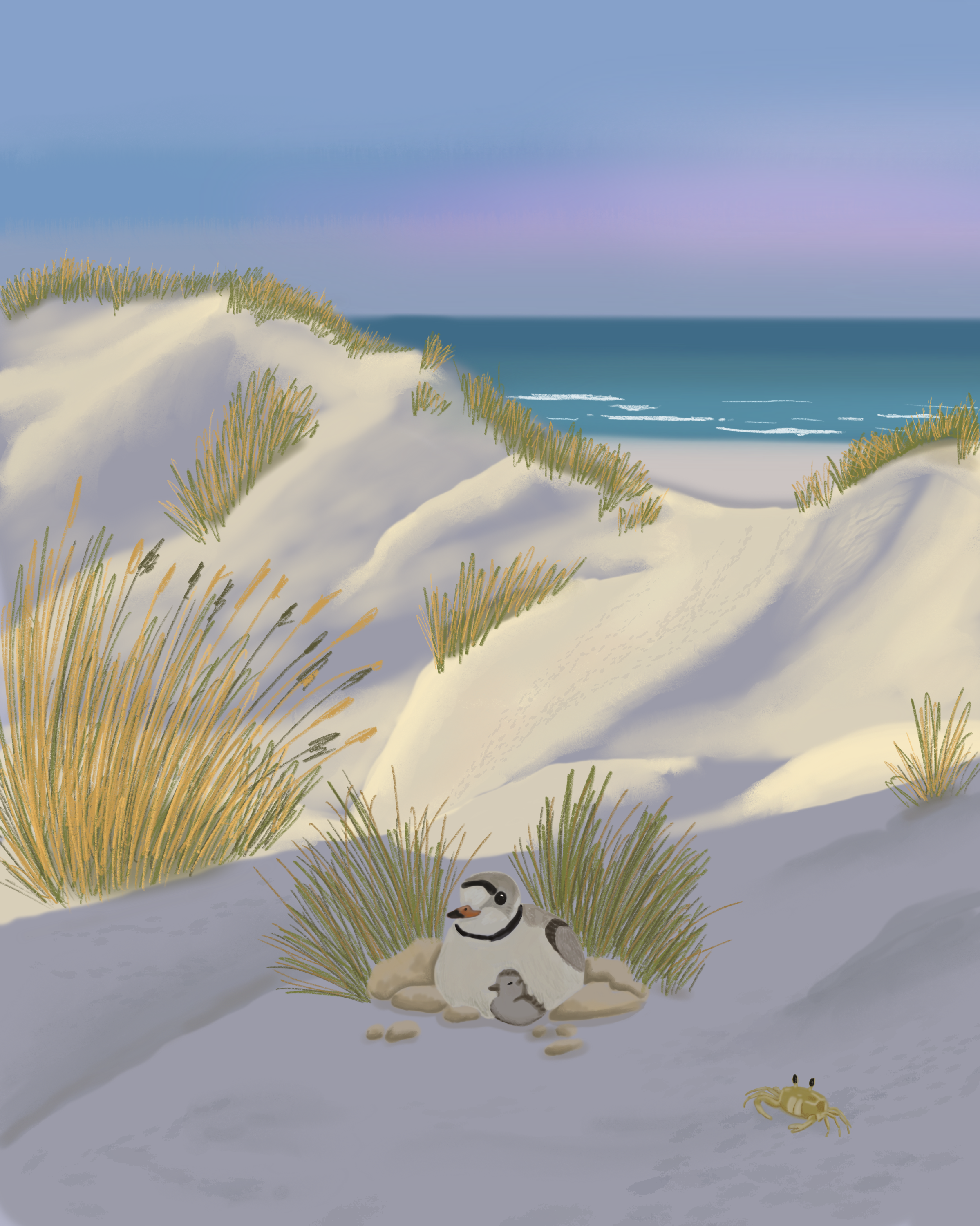 A sandy beach with grassy dunes, a plover with a chick, and a crab on the sand.