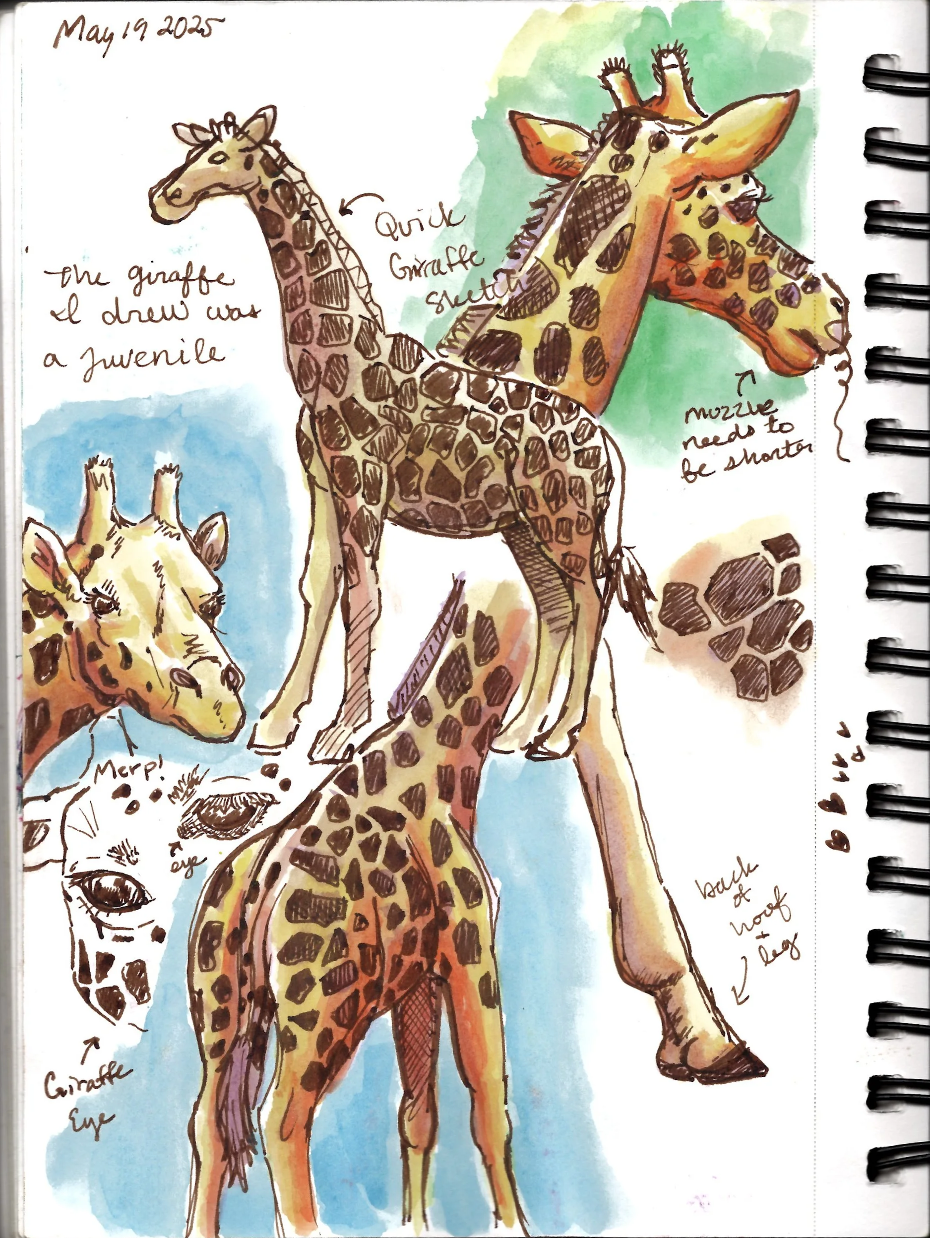 A sketch of three giraffes, with notes and descriptions. The main giraffe is drawn tall with detailed spots, a long neck, and prominent ossicones. Another giraffe is smaller, with notes indicating it was drawn as a juvenile. A close-up of a giraffe's