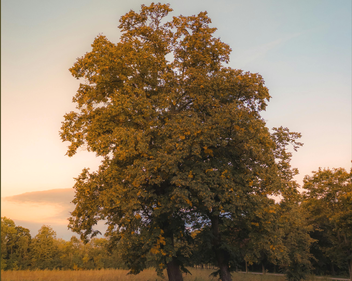 An image of The Cultural Center.