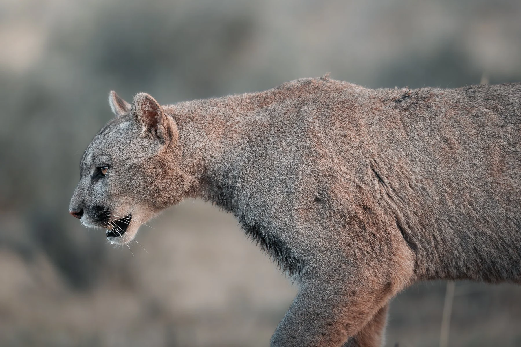 A mountain lion or puma walking through a natural habitat.