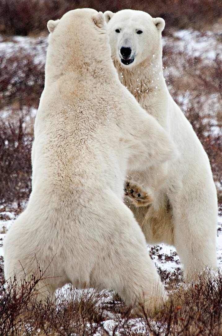 Two polar bears fighting in a snowy landscape.