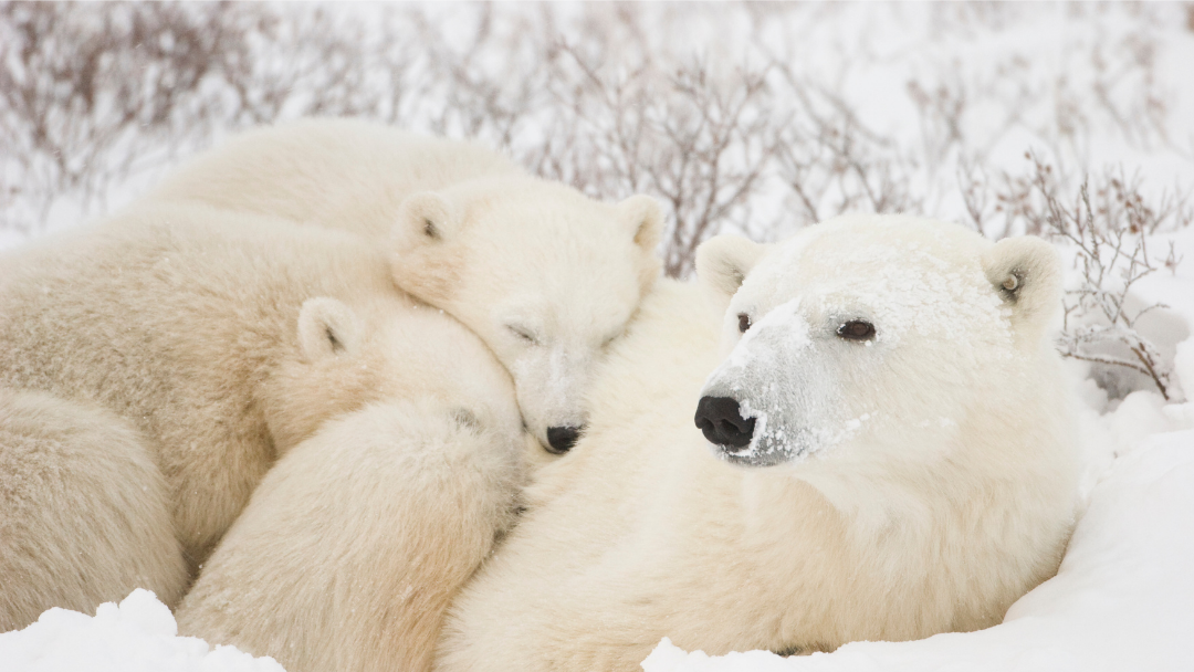 A mother polar bear and her four cubs resting in the snow with snow on their fur.