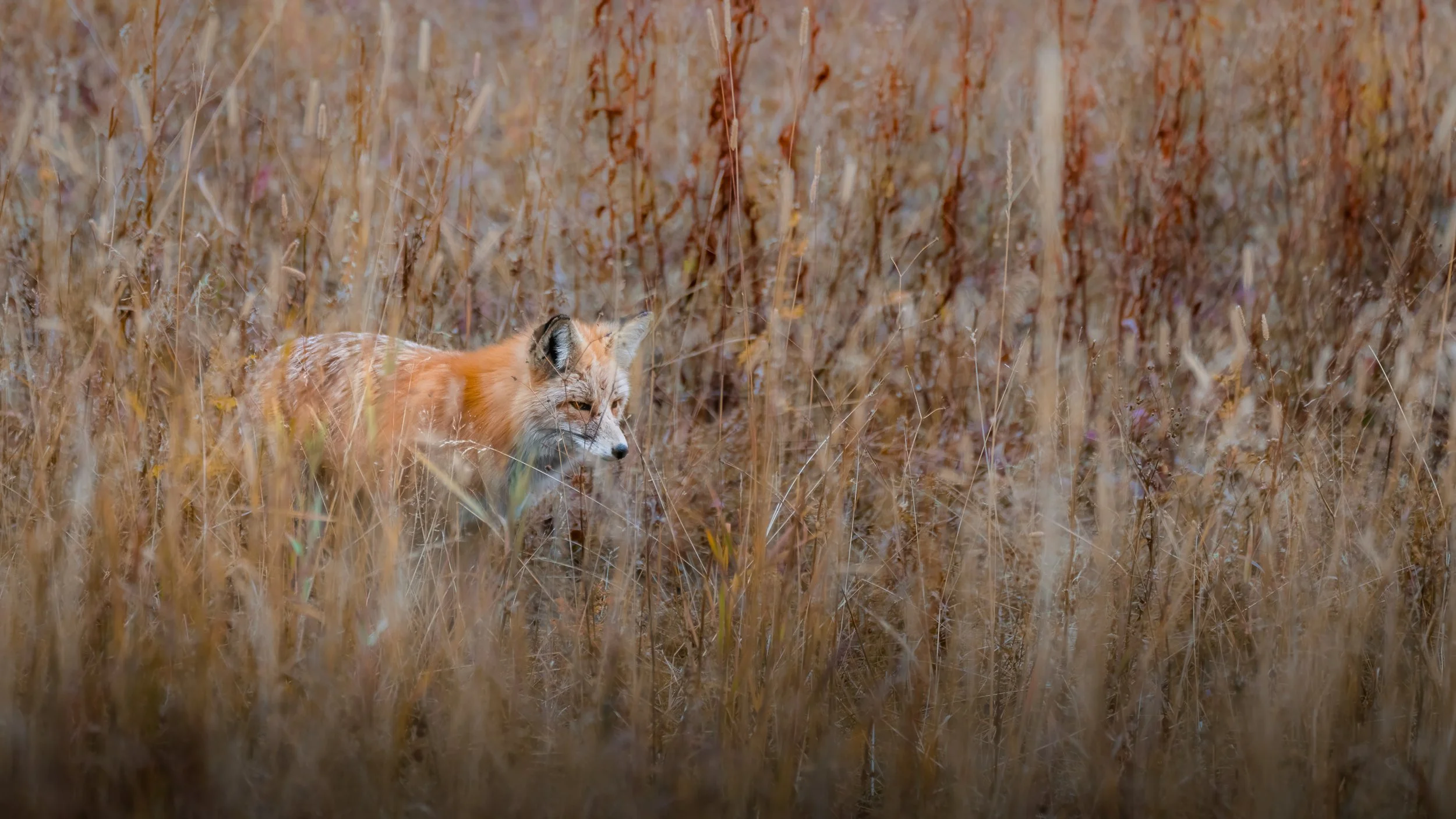 A fox walking through tall, dry grass in a field at sunset.