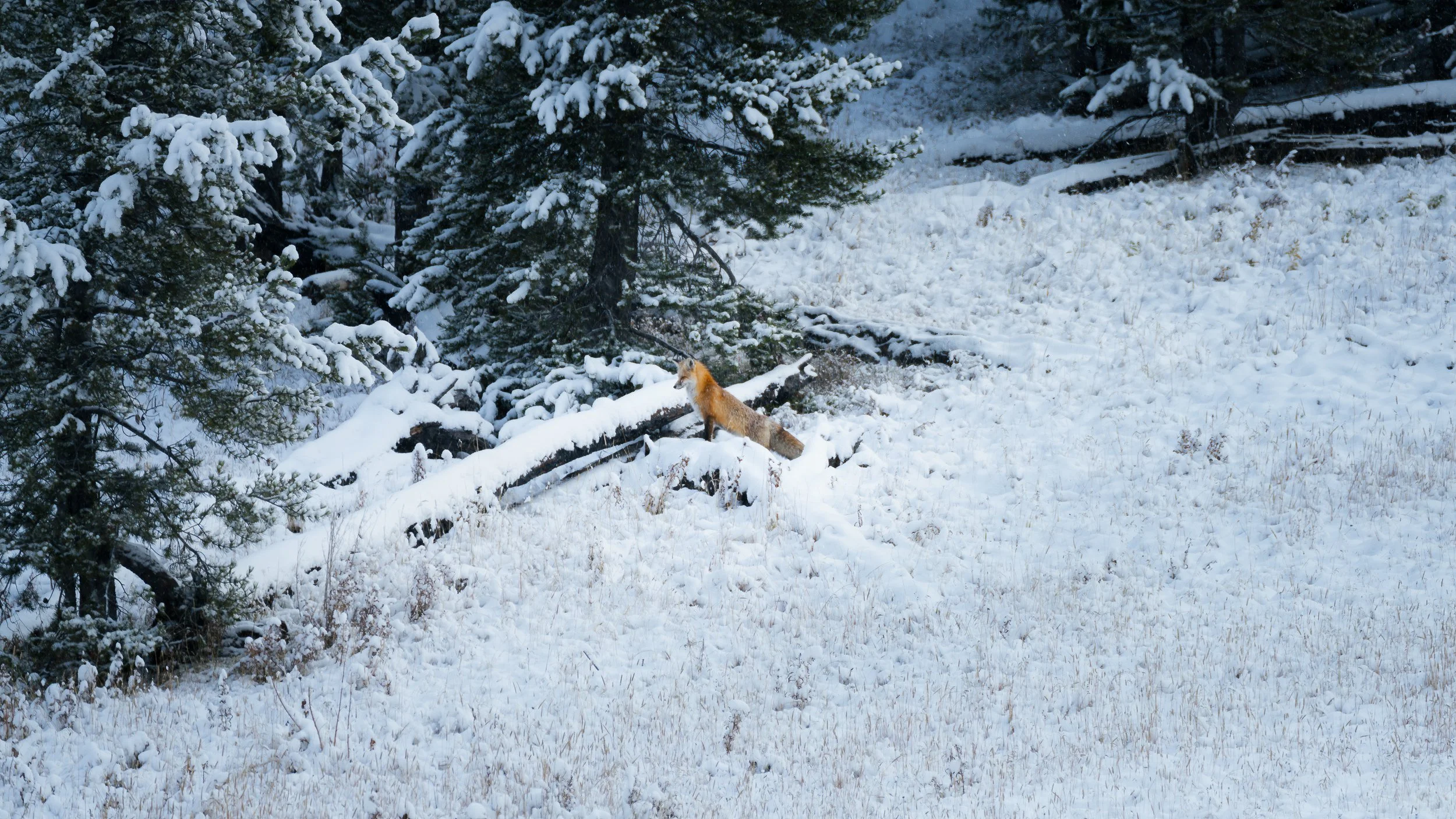 A fox standing on snowy ground near snow-covered trees in a winter forest.