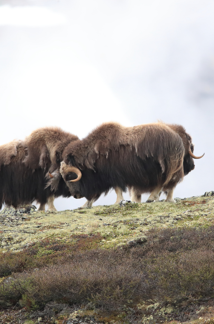 Three muskoxen standing on rocky, grassy terrain under a cloudy sky.