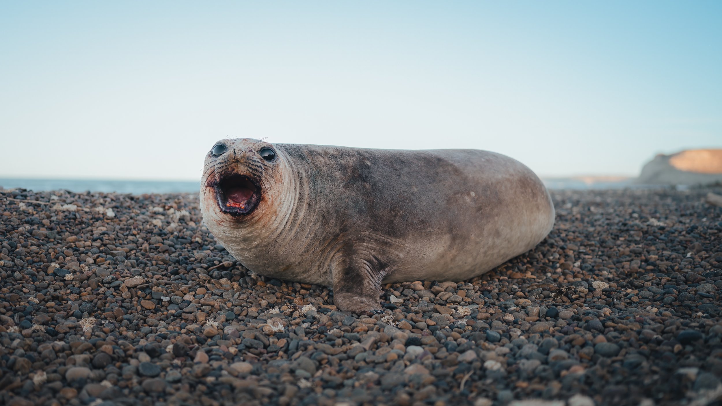 A seal pup sitting on a pebble beach with the ocean and cliffs in the background, with its mouth open.