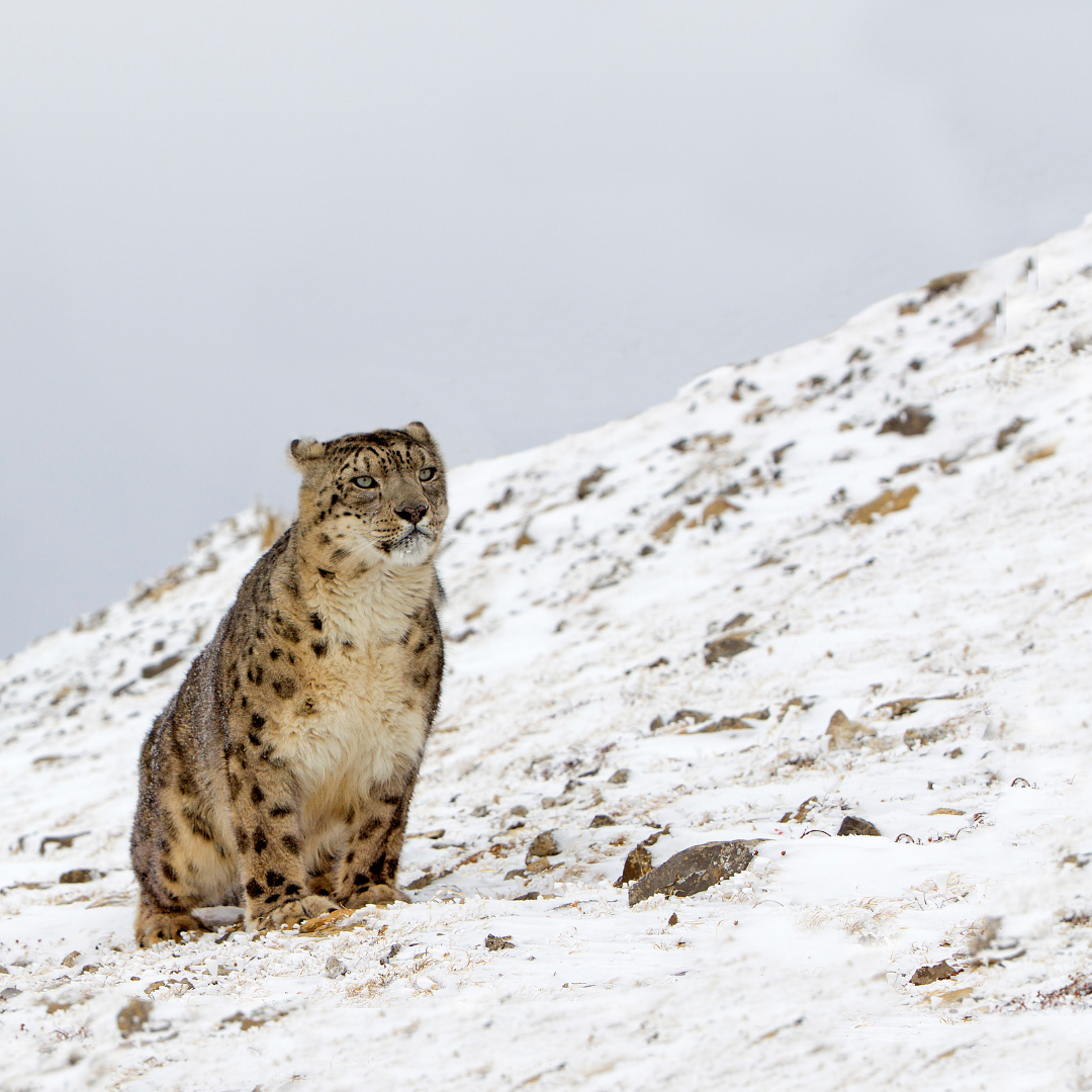 A snow leopard sitting on snow-covered ground in a mountainous landscape.