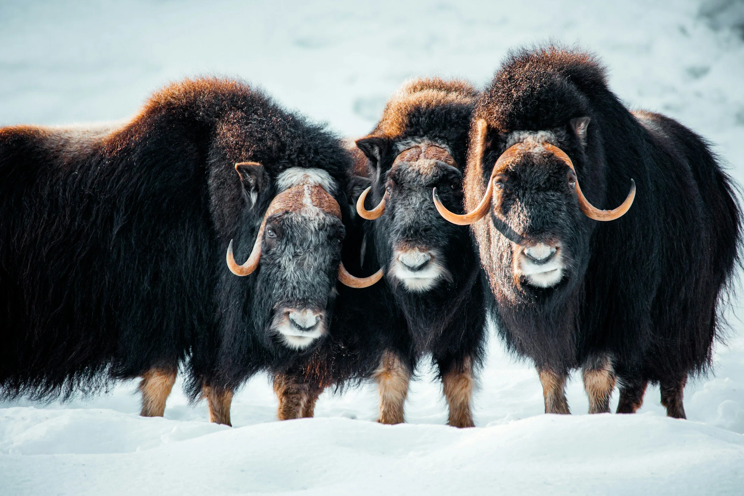 Muskoxen standing on snow in a winter landscape.