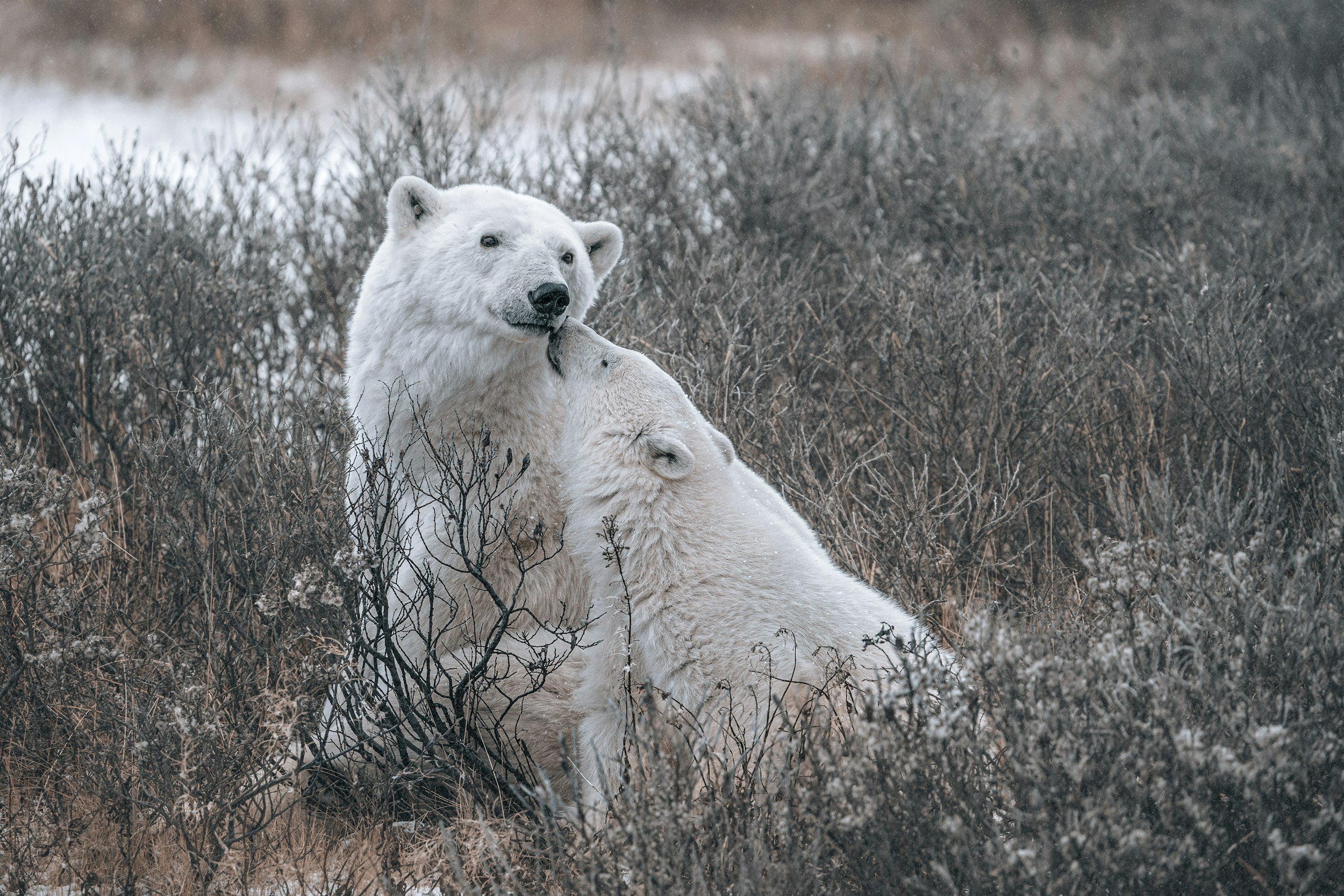 Polar bear sitting amidst brown and gray shrubbery in a cold, overcast landscape.