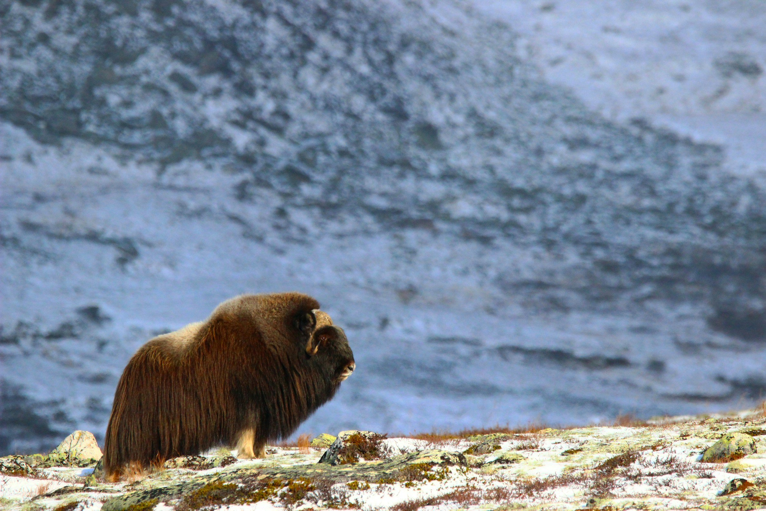 A musk ox standing on snowy ground with a rocky terrain, facing left, with a dark, cloudy sky in the background.