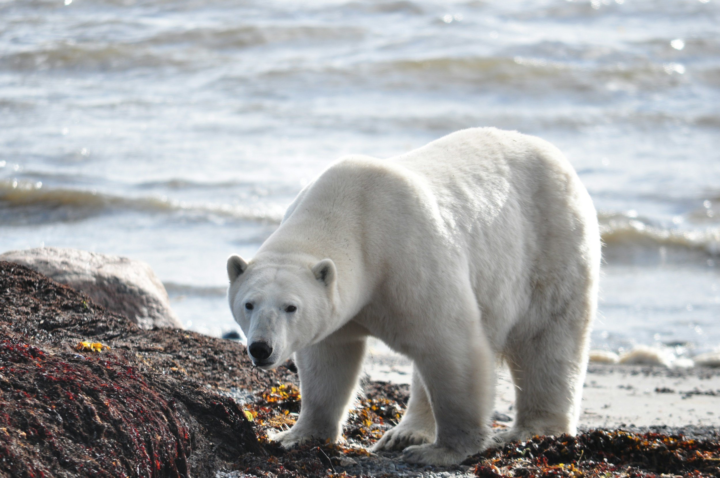 A polar bear walking on a rocky beach near the water.