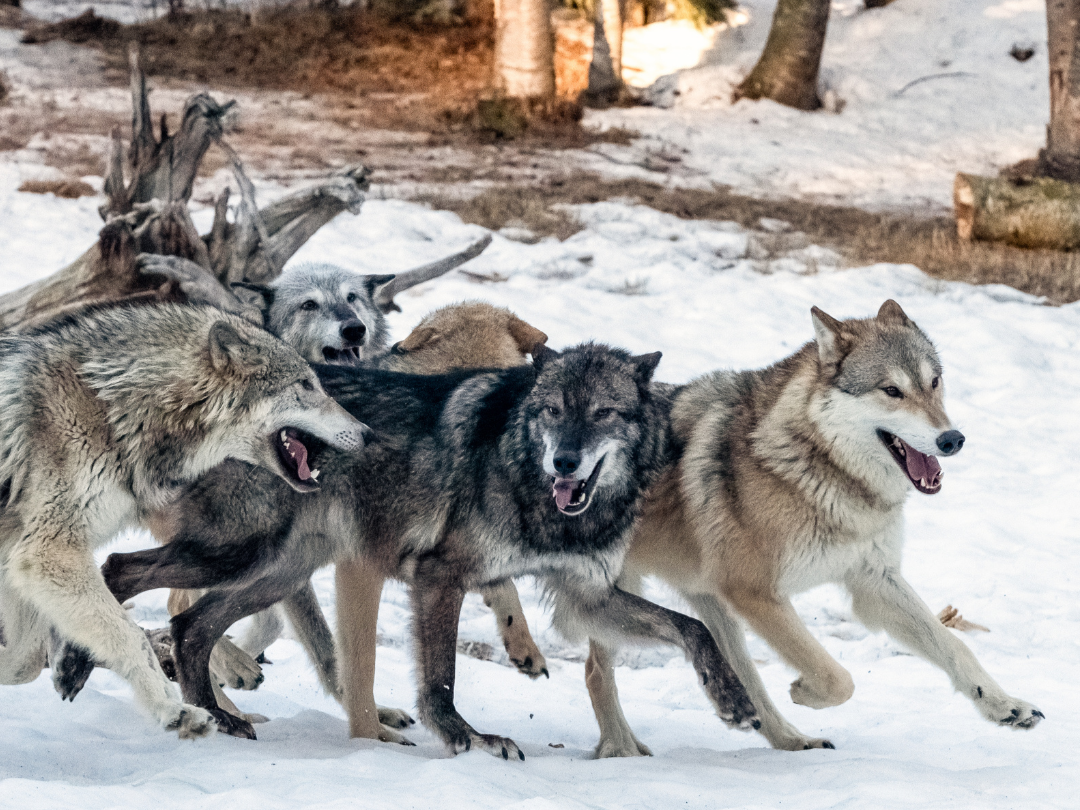 A group of wolves running together in a snowy landscape with trees in the background.