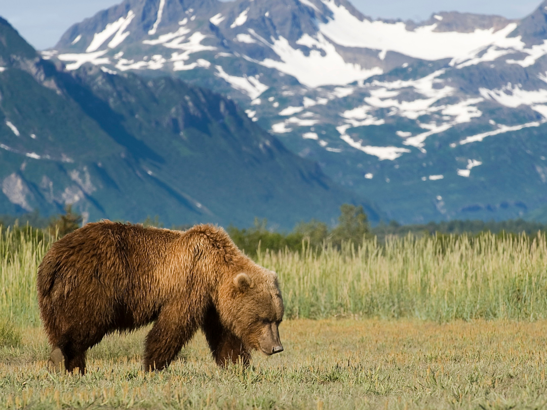 A brown bear walking through a grassy field with snow-capped mountains in the background.