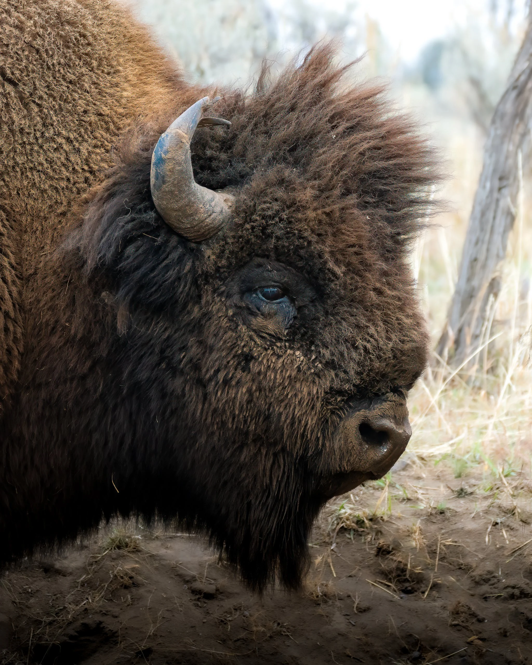 Close-up of a bison's face showing its eye, thick fur, and curved horn, with a blurred background of trees and ground.