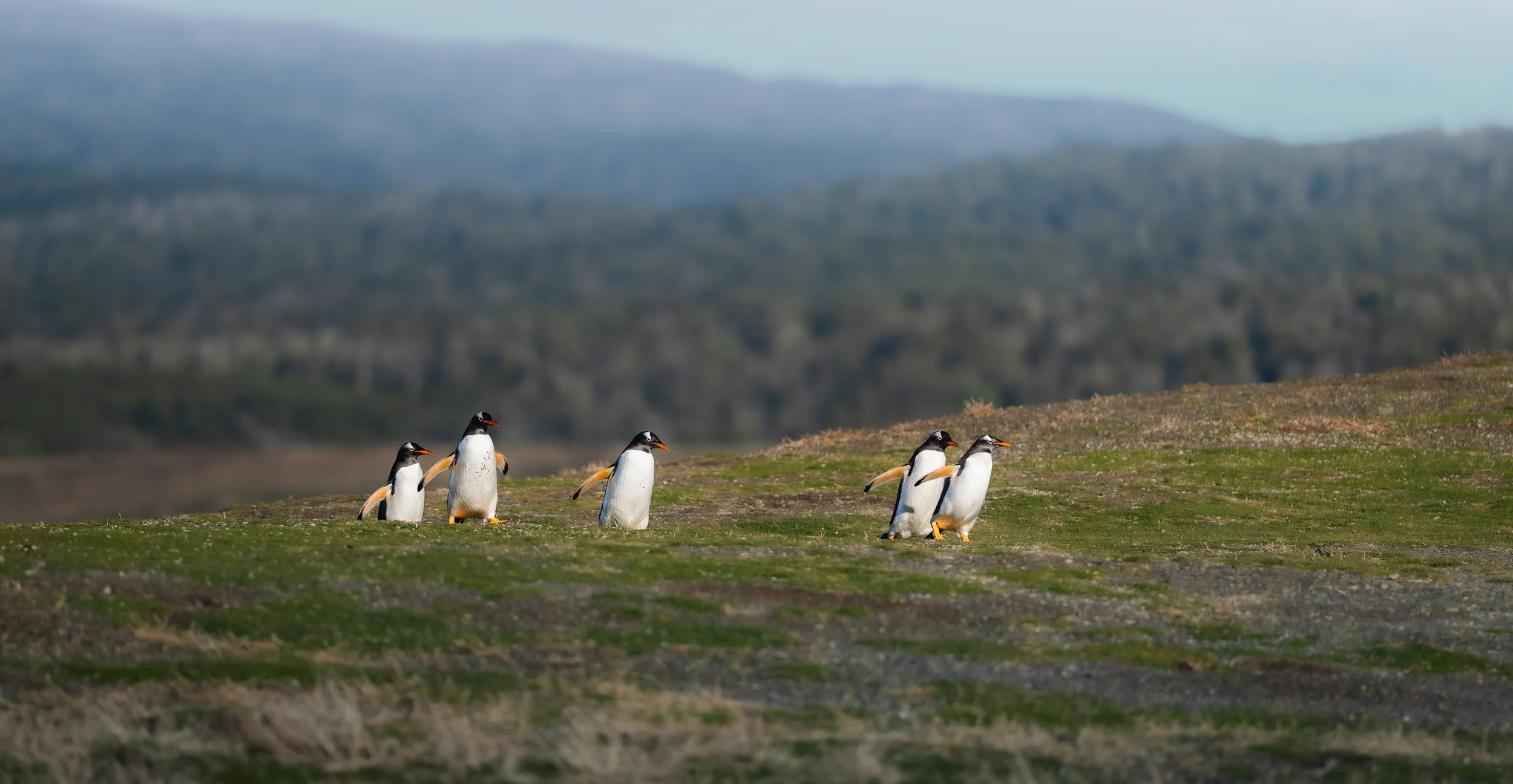 Six Gentoo penguins walking on a grassy terrain with mountains blurred in the background.