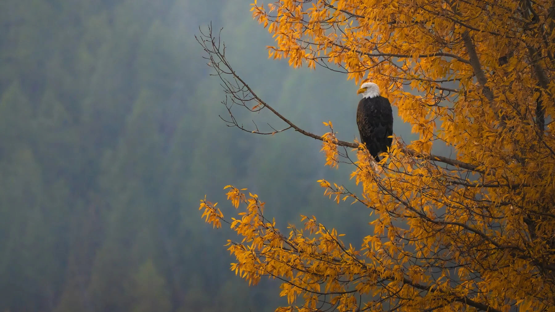An American bald eagle perched on a branch of a tree with orange autumn leaves, against a misty forest background.