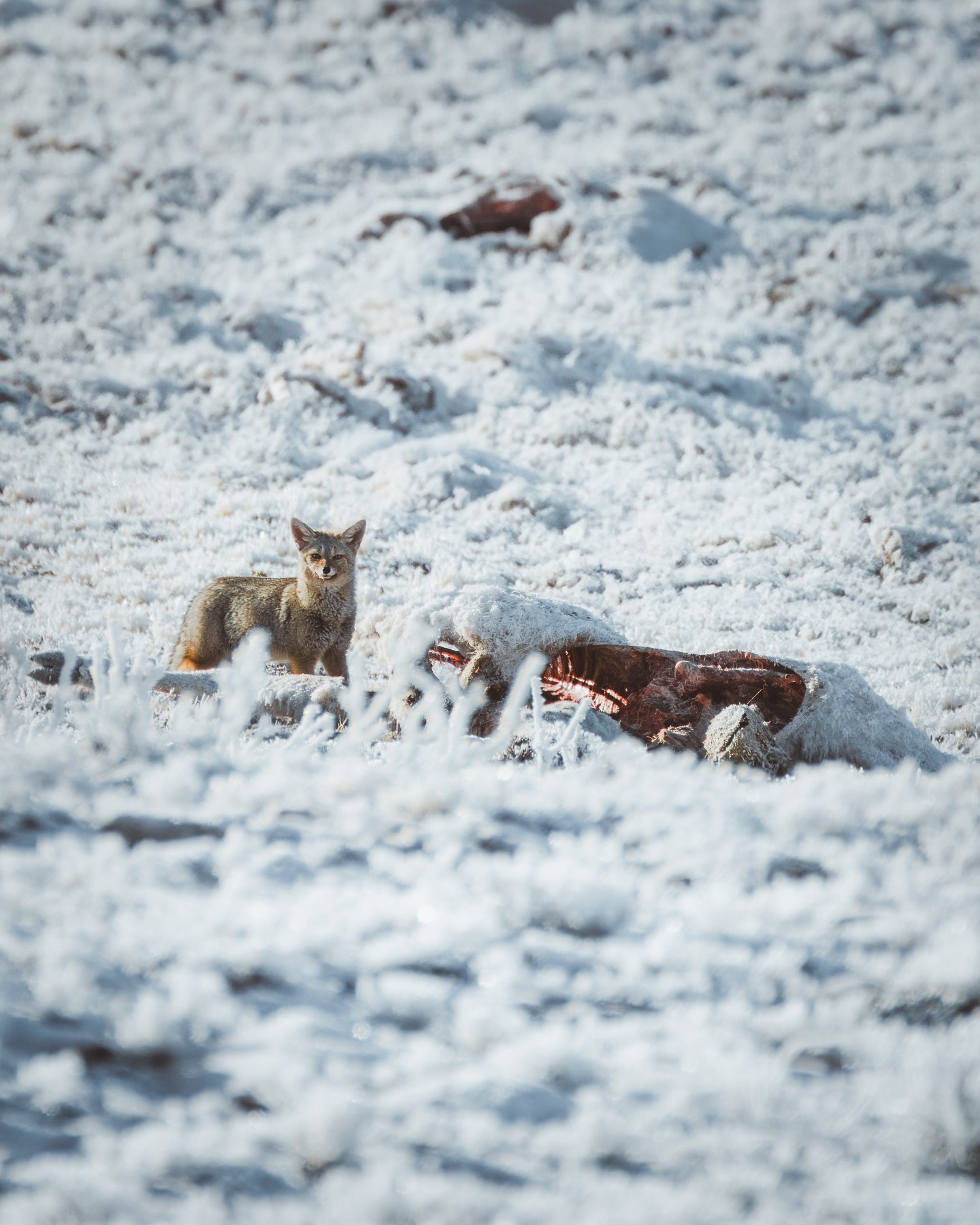 A gray fox standing next to a carcass of a guanaco on a snowy landscape.