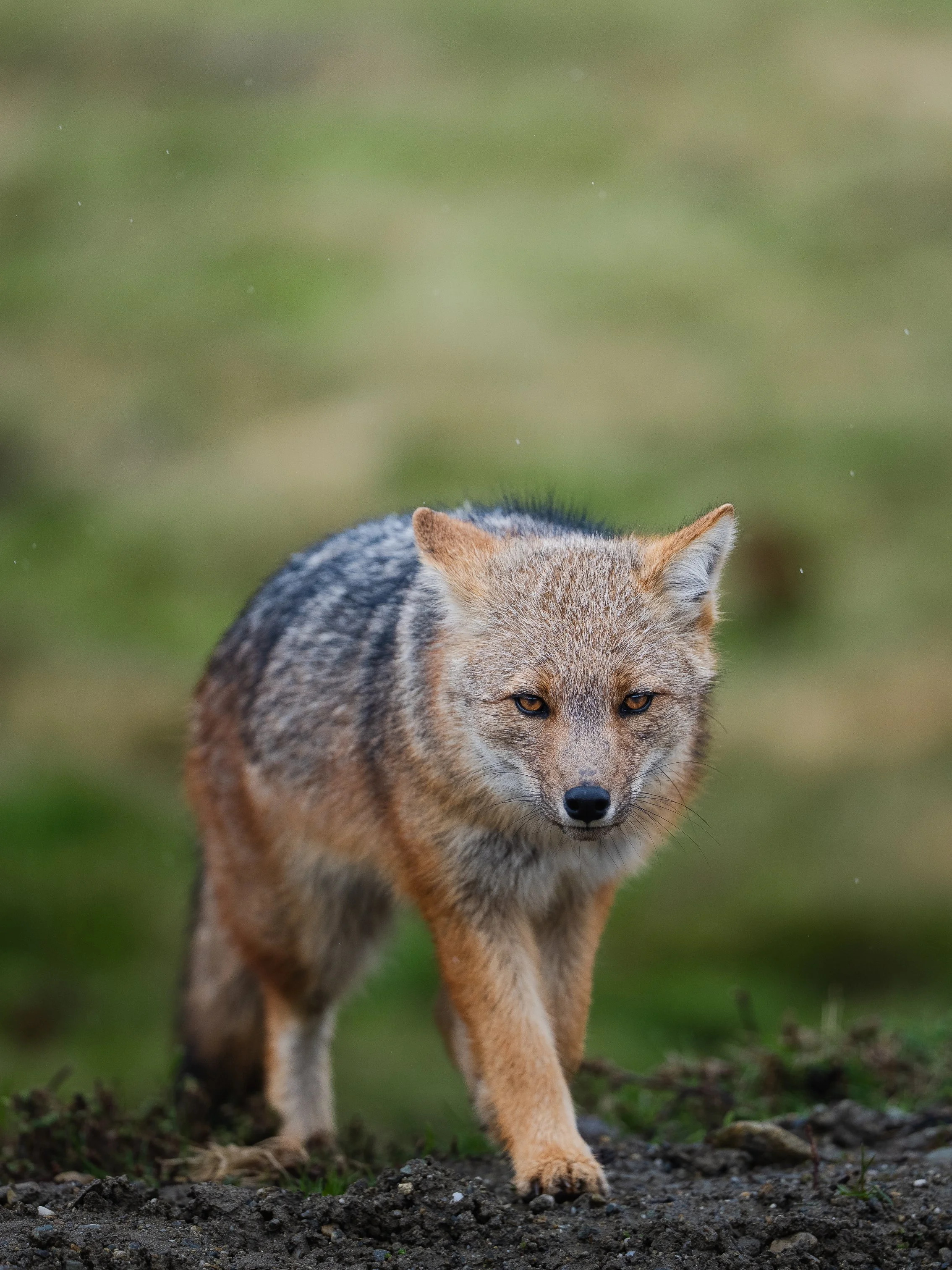 A young fox walking on a patch of dirt outdoors with a blurred green background.