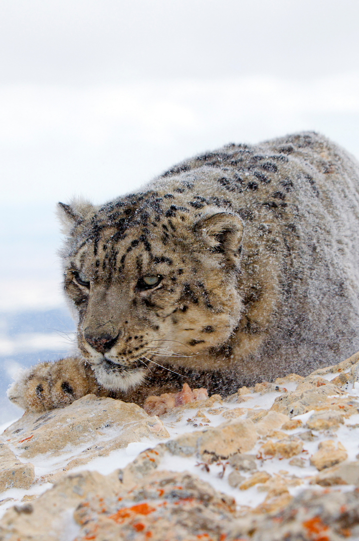 Snow leopard crouching on rocky snow-covered terrain, looking downward.