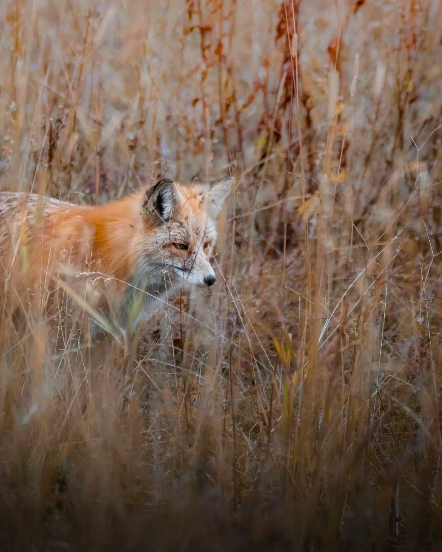 A fox in tall dry grass and bushes during daylight.