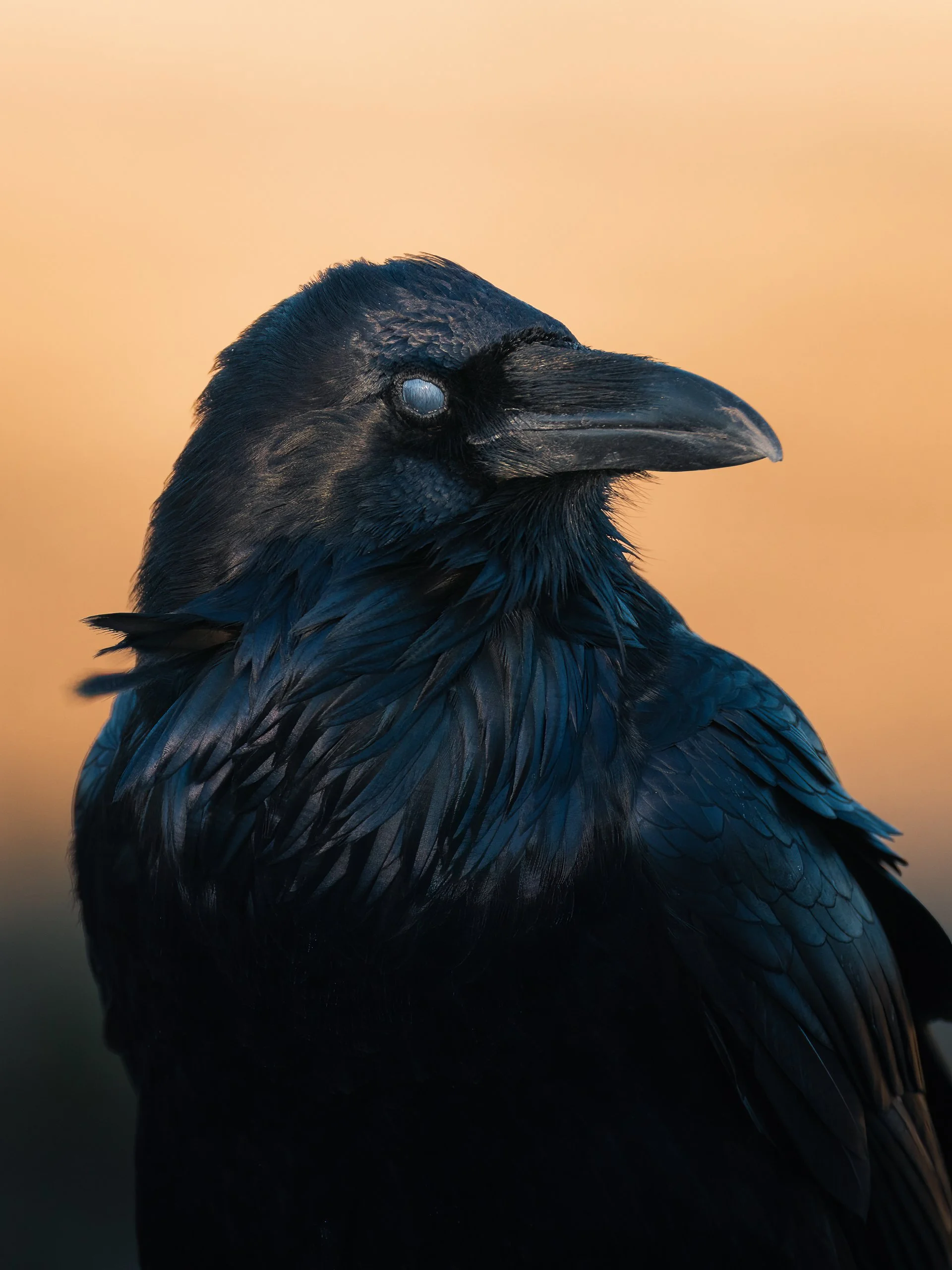 Close-up of a black crow with icy eyes, set against a soft, blurred sunset background.