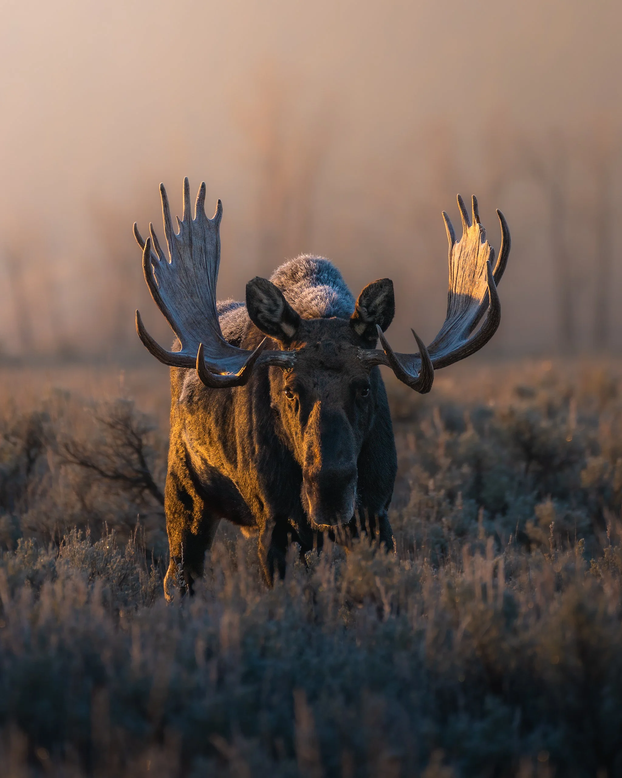 A moose standing in a field at sunset with large antlers and dark fur.