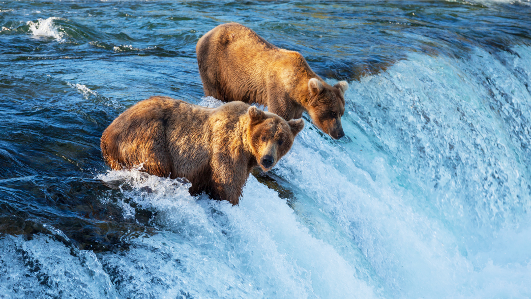 Two bears standing on a riverbank near a waterfall or rapid, with water rushing around their legs.