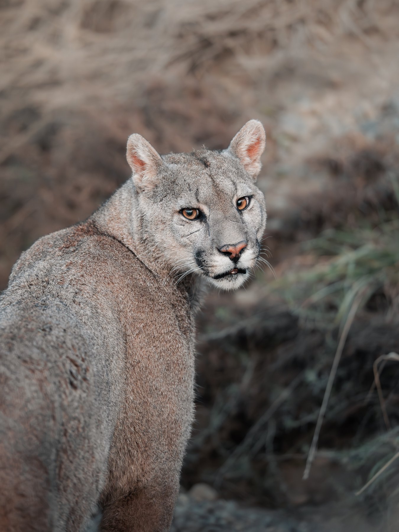 A mountain lion looking back over its shoulder in a natural habitat.