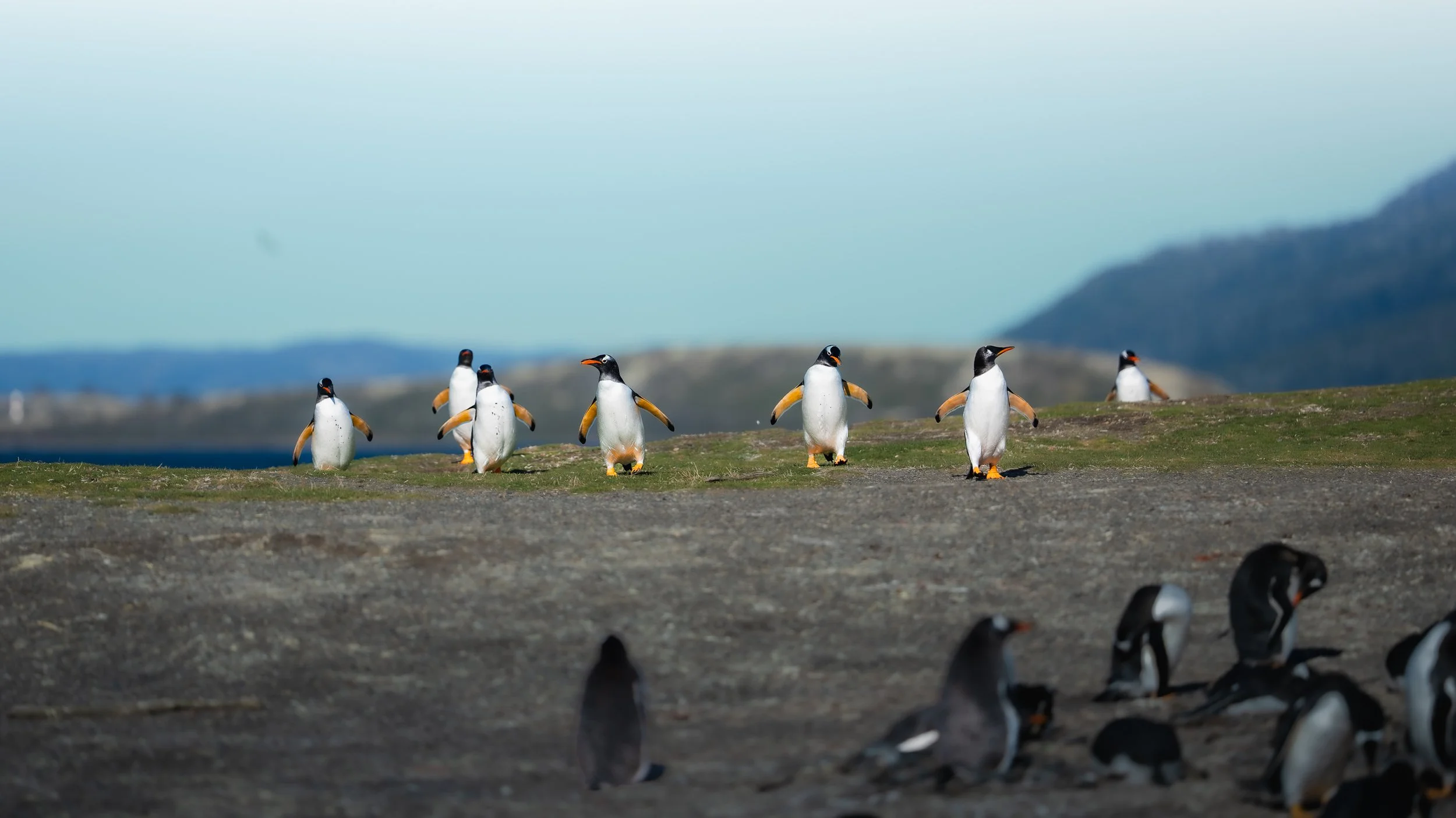 Group of penguins standing and walking on a rocky terrain with a mountain and ocean in the background.