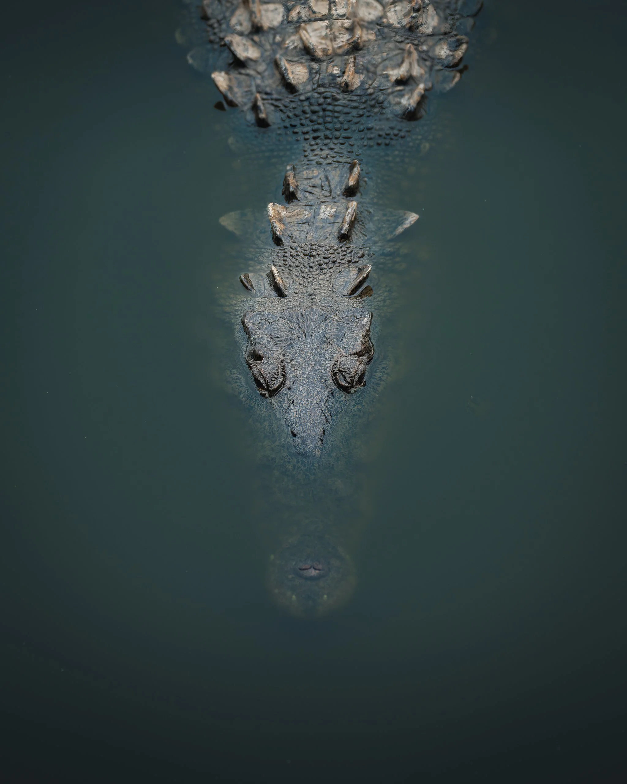 Top-down view of a crocodile swimming in dark water.