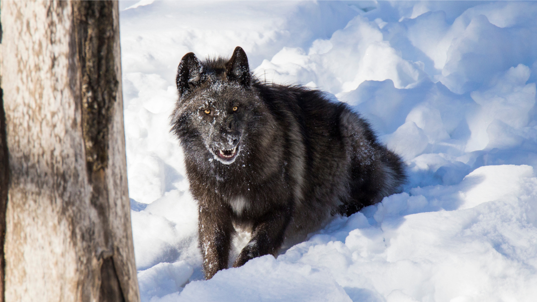 Black wolf with snow on its face, standing in snow-covered forest, looking at the camera.