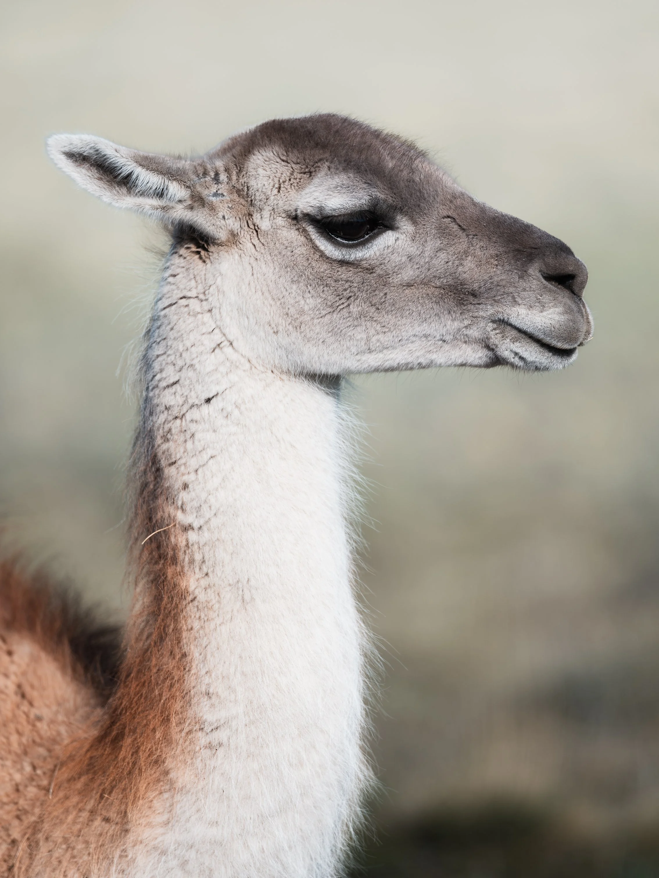 Close-up of a guanaco's head and neck, showing furry white and brown fur, with a blurred plain background.