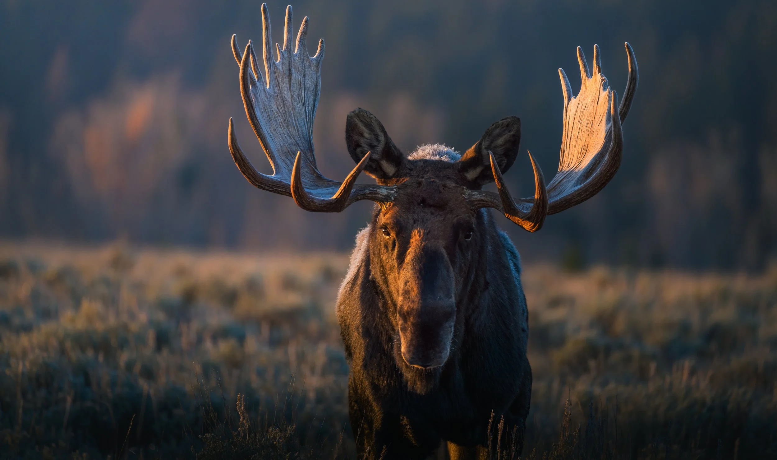 A moose standing in a field at sunset, with large antlers and dark fur.