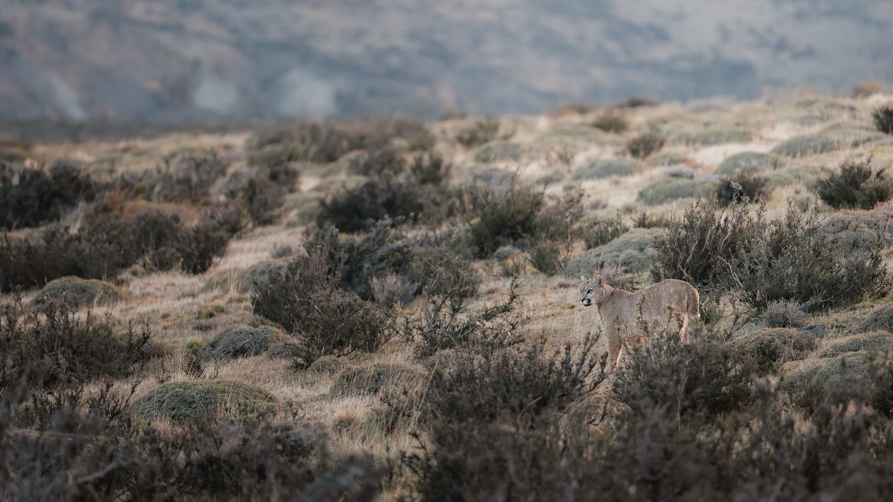 A puma walking through the Patagonian steppe, a dry, grassy landscape with scattered bushes and rocky terrain.