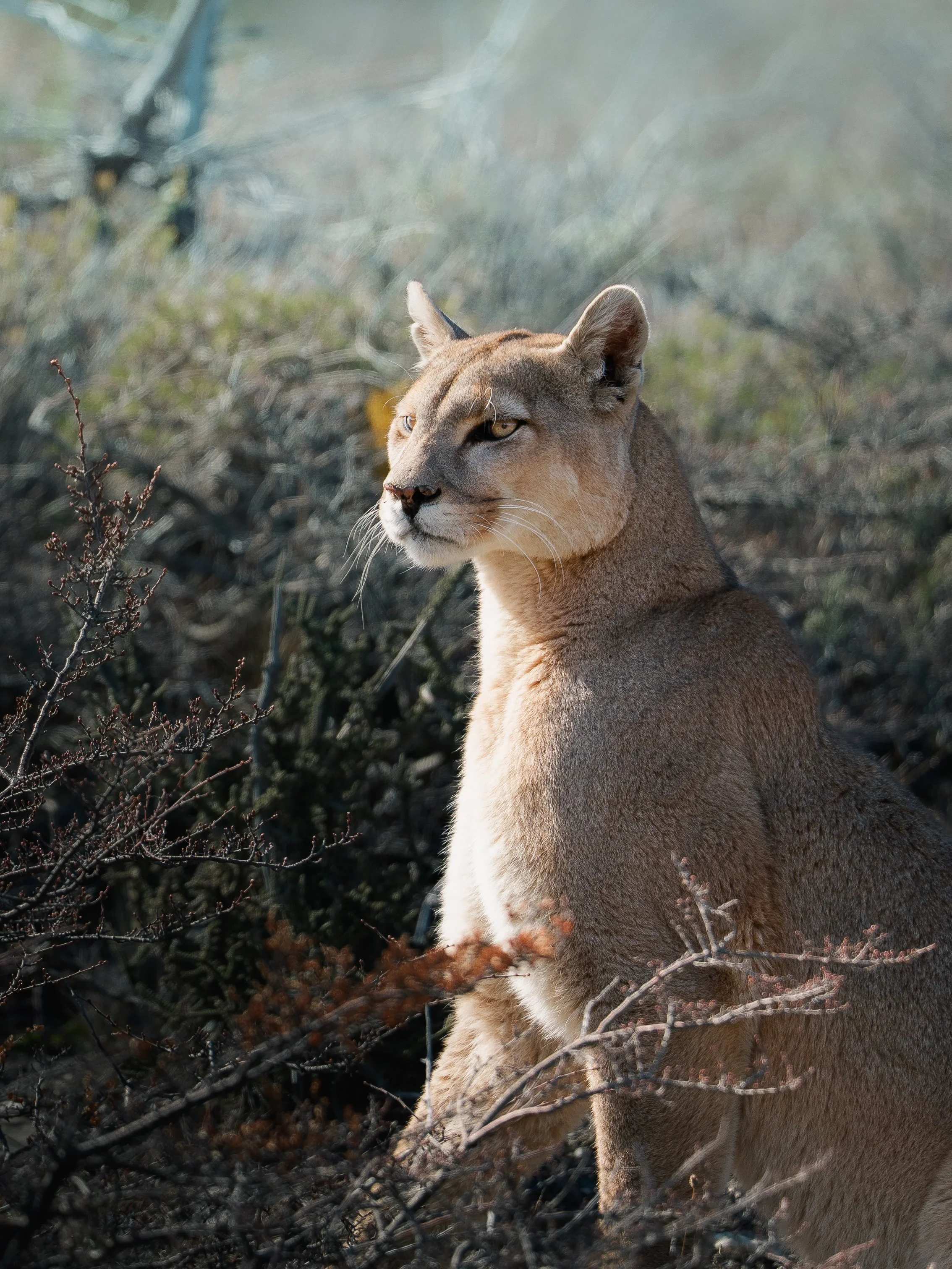 A mountain lion sitting among dry bushes and branches in a natural outdoor setting, with sunlight illuminating the scene.