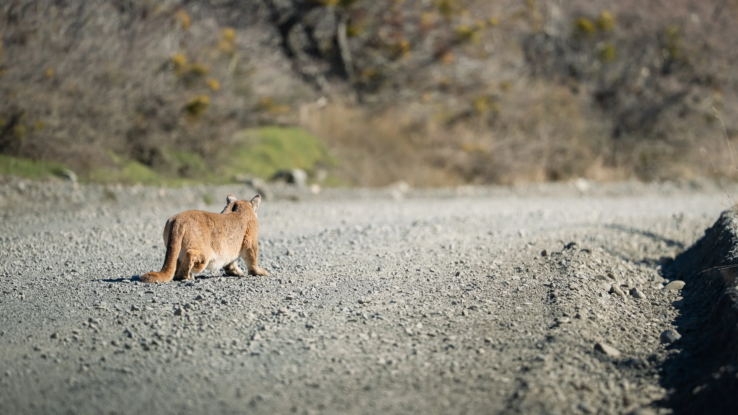 A puma stalking prey on a gravel road in Patagonia with dry trees and rocks in the background.