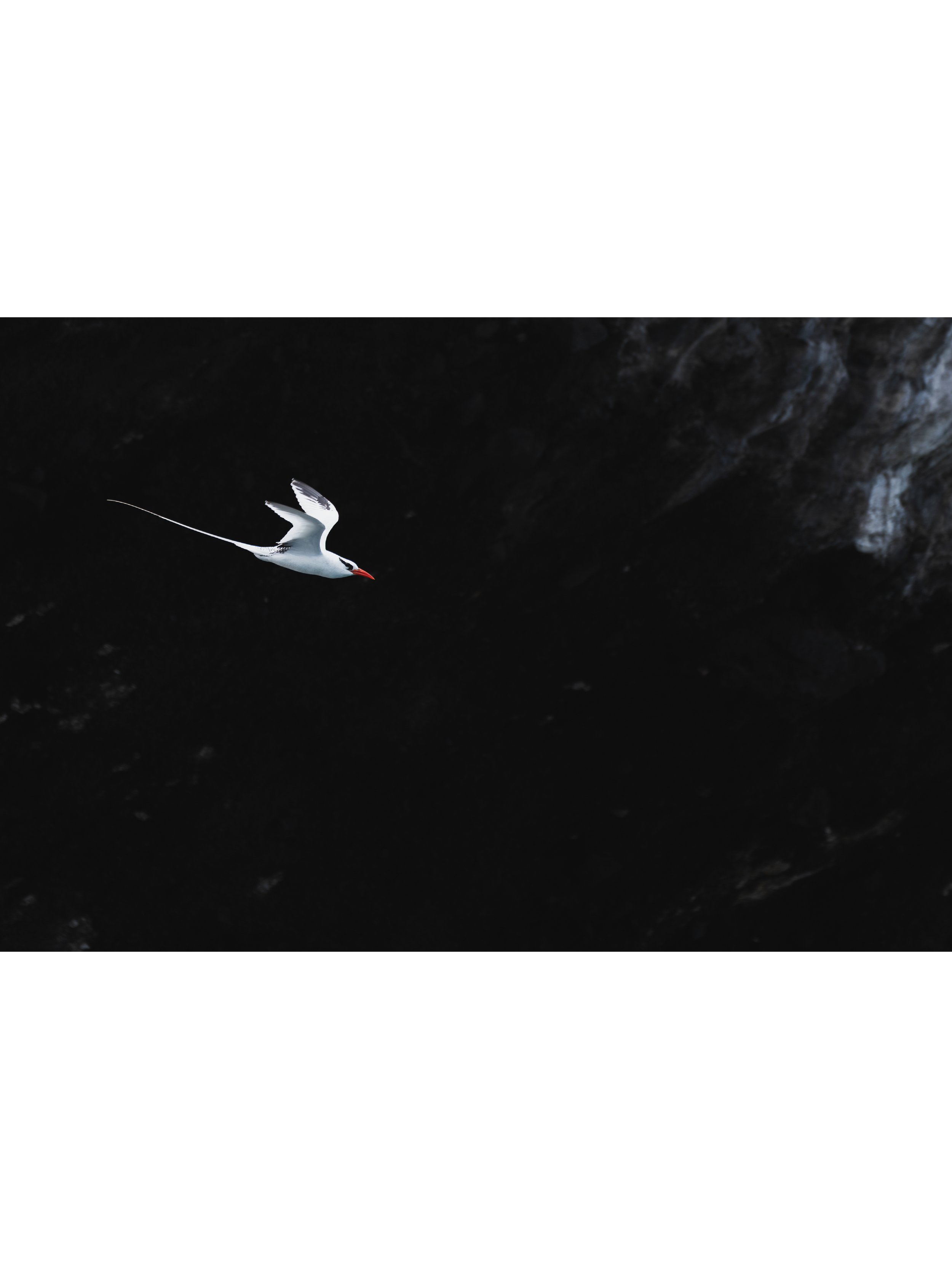 Red-billed Tropicbird