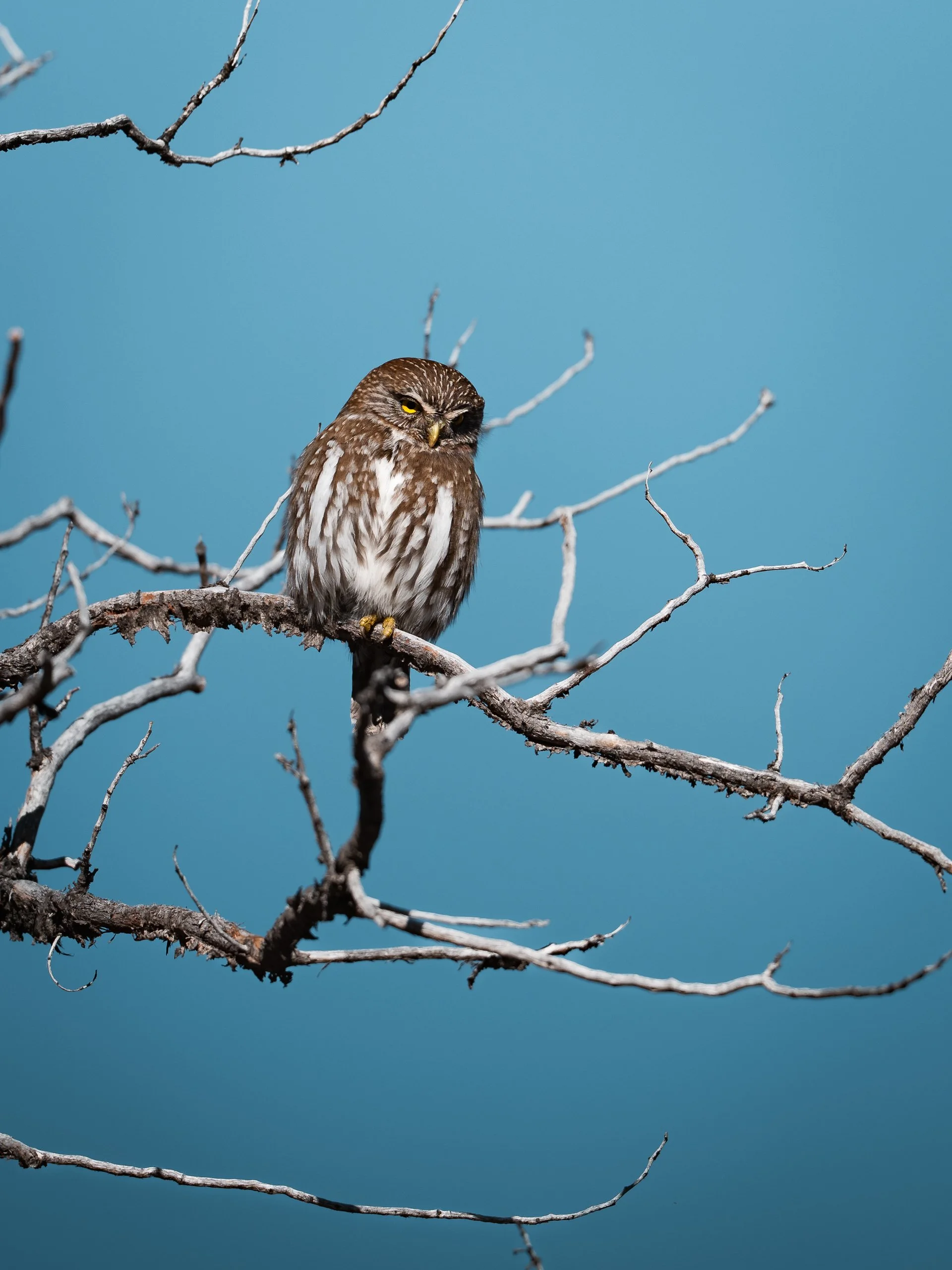 An austral pygmy owl perched on a bare tree branch against a clear blue sky.