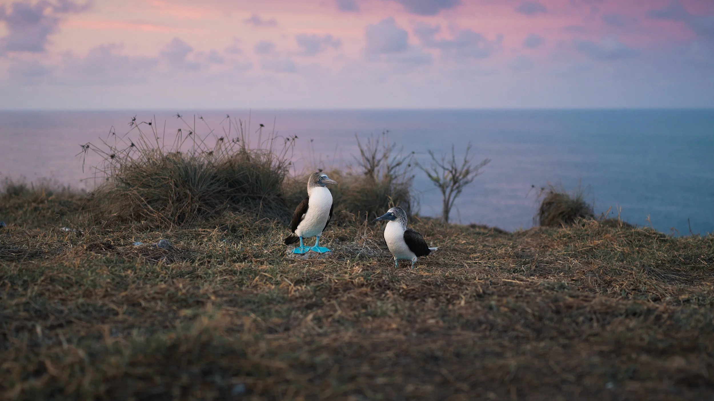 Two blue footed bobbies standing on a grassy cliff overlooking the ocean at sunset, with pink and purple clouds in the sky.
