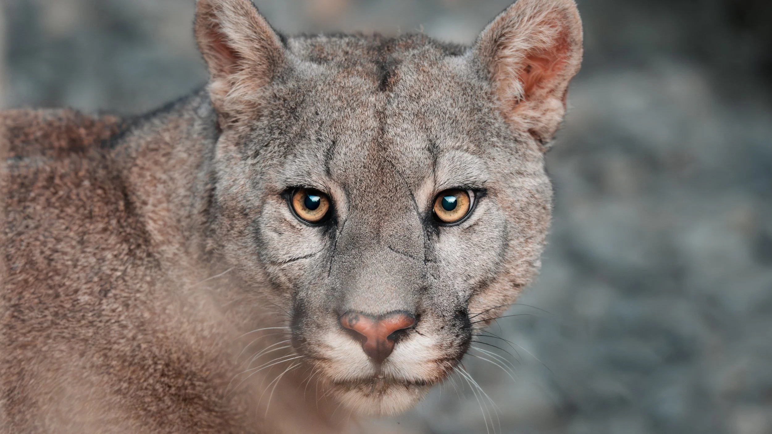 Close-up of a mountain lion or cougar with piercing yellow eyes and gray fur.