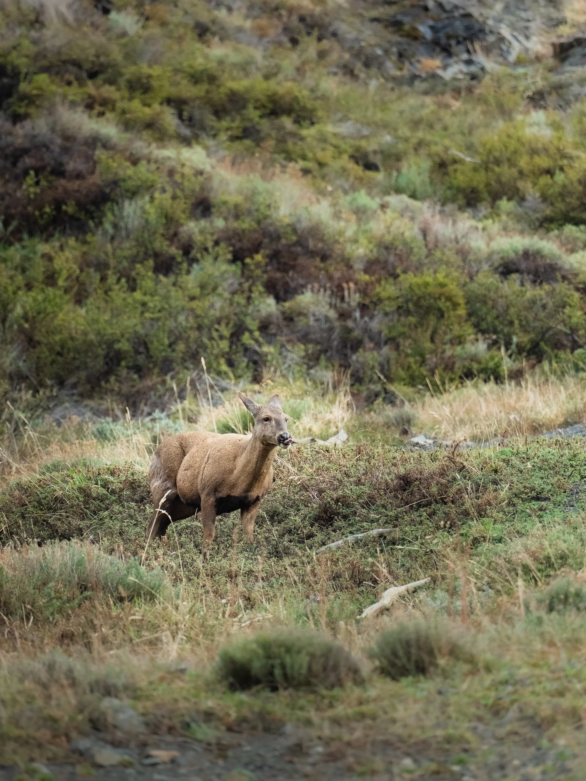 A huemul standing in a grassy, shrub-filled landscape with a hilly, green background.