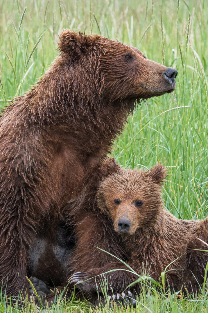 Two brown bears, one adult and one cub, sitting in green grass in a wilderness setting.