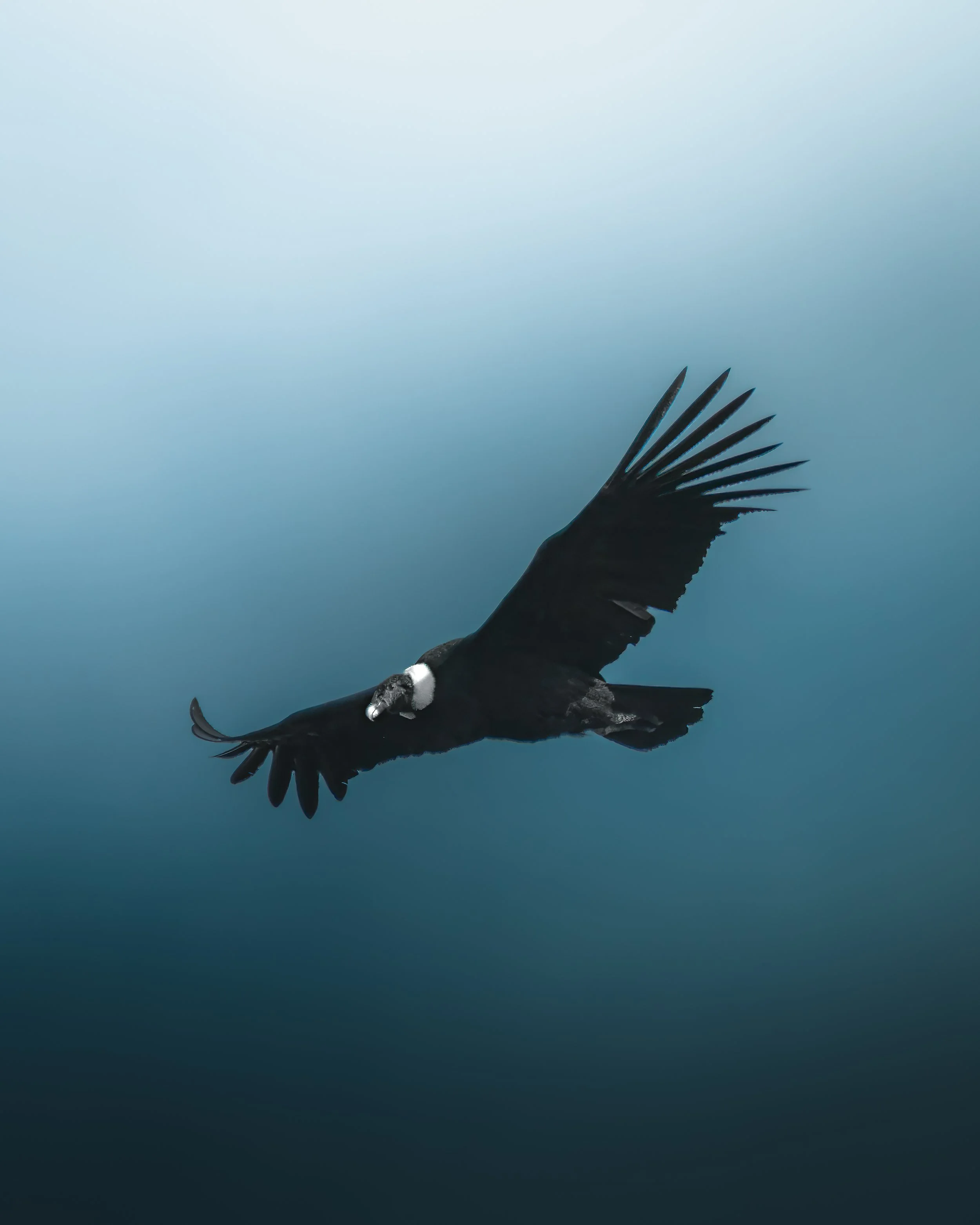 An Andean condor flying against a blue and gray sky.
