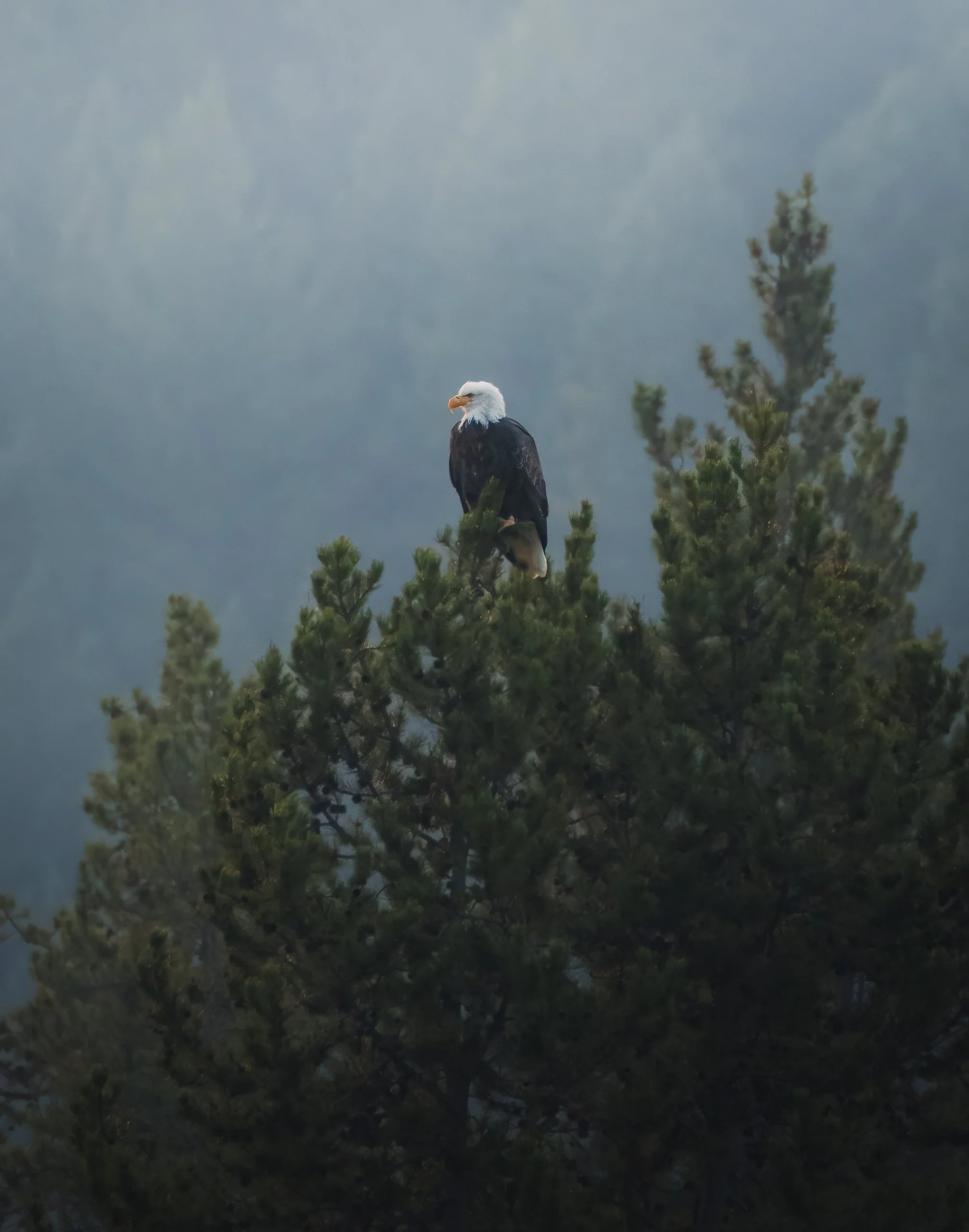 A bald eagle perched on top of a pine tree, overlooking a foggy landscape.