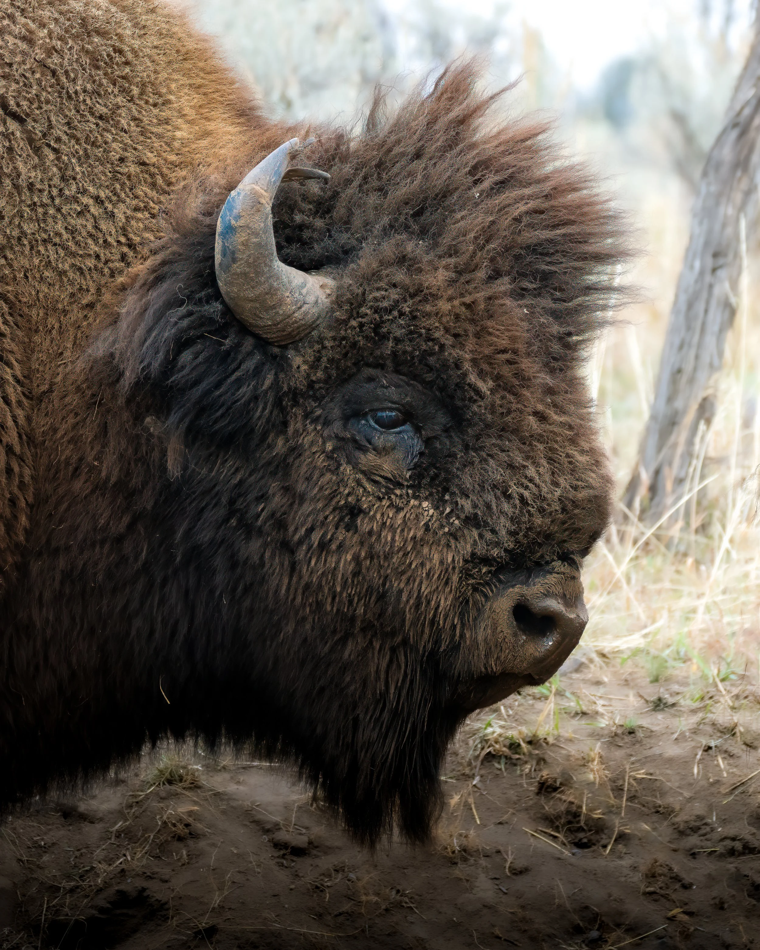 Close-up of a bison's head showing its large horn, dark eyes, and thick, brown fur, with a background of grass and trees.
